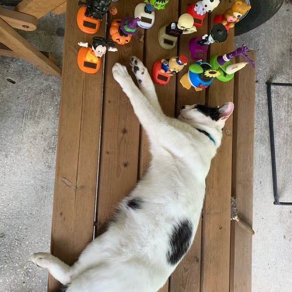 Meet your Posher, Cameron - Picture 6 of 16